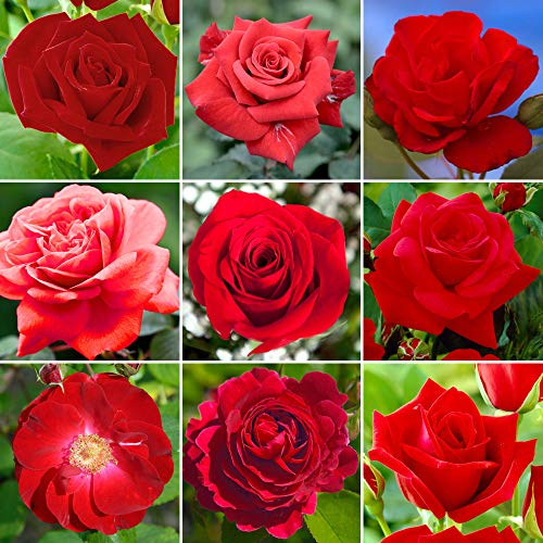 GardenersDream Red Rose Bush Potted - Outdoor Garden Plants Ready to Plant - Climbing Roses for Gardens with Fragrant Flower Rose Trees - Colourful Roses for Outdoor Garden - (20-50cm Incl. Pot)