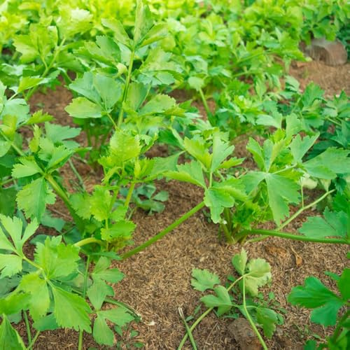 semillas de perejil perenne resistente culinarias, perejil orgánico resistentes de jardín de cobertura del suelo 2000pcs