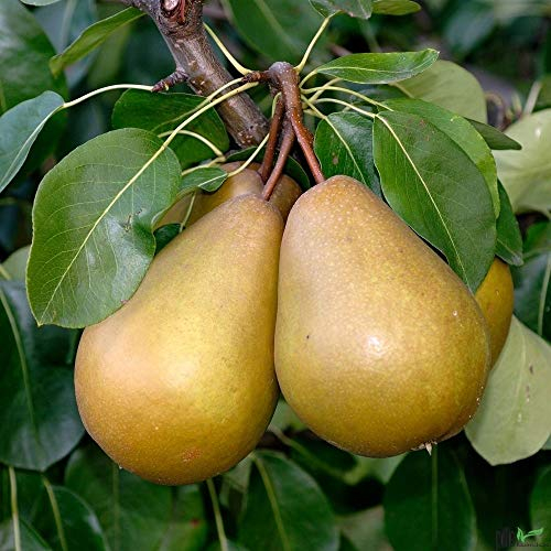 Gellerts Butterbirne – Herbstbirnenbaum kleinbleibend | Saftig & Süß | Hohe Erträge | Buschform