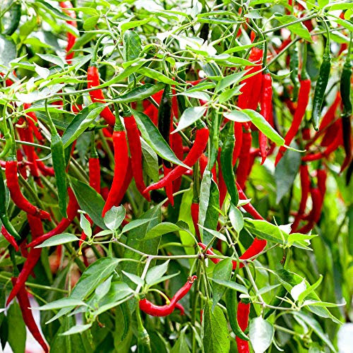 Suttons Pepper Chilli Longhorn F1 Vegetable Seeds, Approx. 12 Seeds per Pack, Grow Your own hot Chilli Pepper Plants from Seed, Ideal for Containers, Patios, Greenhouses