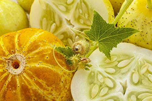 12 Graines de Concombre Citron - légumes ancien potager - semences paysannes reproductibles - SemiSauvage