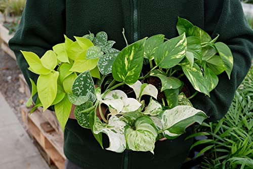 Pothos Houseplant Collection - 4 Beginner Friendly Plants in 12cm Pots - Including Happy Leaf, Neon Golden Pothos, Silver Satin and Devil's Ivy (1 Pack)