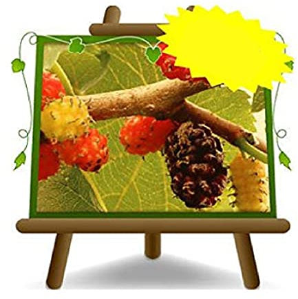 Mûre Mure reine noir - Plante fruitière vieux sur pot 20 - arbre max 170 cm - 2 ans