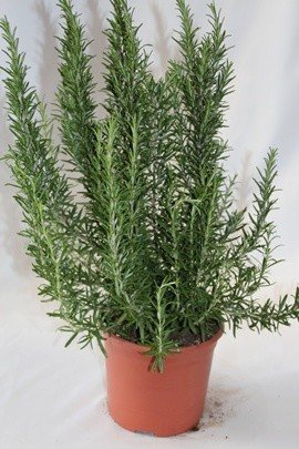 Romero Alto - Planta Viva - Planta Aromática