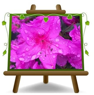 EURO PLANTS VIVAI Azalea Japonica Couleur fuchsia ou fuchsia Plante ornementale couronne 35~45 cm Vase 18 cm