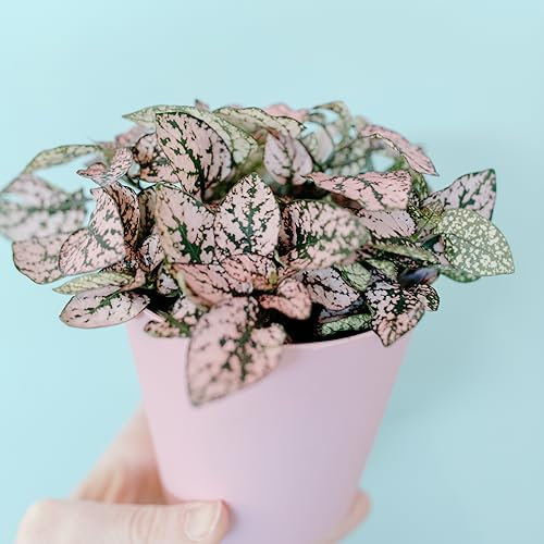 Pink Splash Polka Dot Hypoestes Phyllostachya Tropical Houseplant Seeds - 10 Rare Seeds