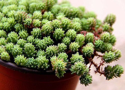 Seeds 50 semi di Sedum Hispanicum semi succulente eccellente copertura del terreno di eseguire CombSH D44