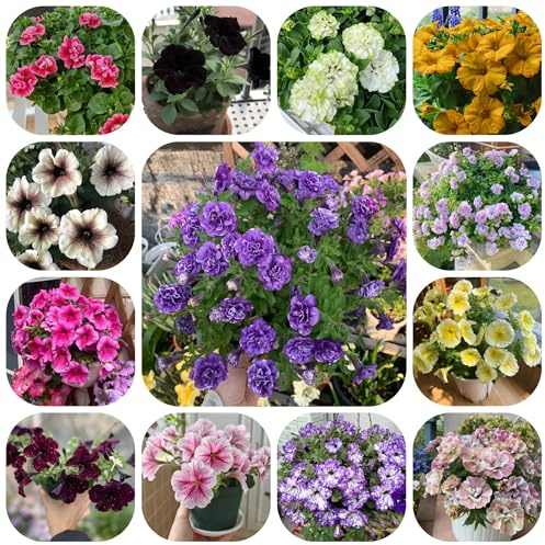 semi di petunia perenne, ombra di petunia sospese rare, decorazione soggiorno tappezzante perenne resistente di recisi, 800pcs