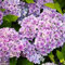 Haloppe 50Pcs Ortensia Fiori Piante Semi per la casa Giardino Piantare, Ortensia Pianta ornamentale Semi di fiori Giardino Cortile Patio Decorazione bonsai Viola chiaro