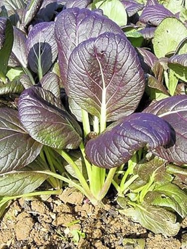 CAVOLO CINESE PAK CHOI ROSSO NR.300 SEMI