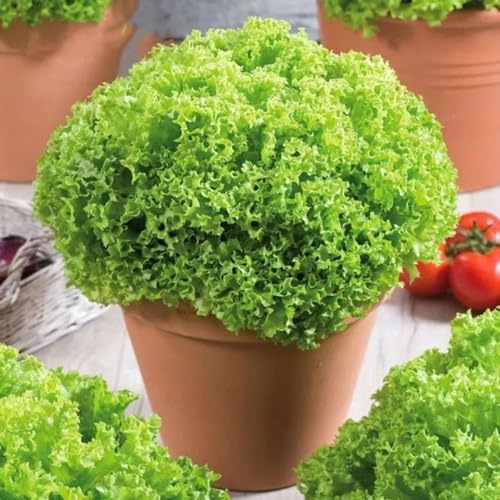 semillas de lechuga silvestres semillas invierno variedades tradicionales jardín resistentes 450pcs