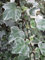 Hedera helix Glacier - buntblättriger Efeu - weiß-grüner Efeu - 60-100 cm