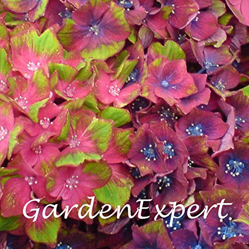 Graines d'hortensia à fleurs Hortensia 'Glam Rock' Hardy Shroud Bonsaï Plan Dans Un Vase De Jardin En Dôme