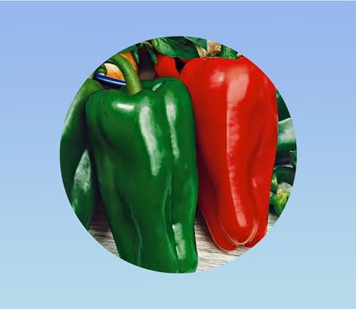 150 graines poivron doux espagne - capsicum annuum -