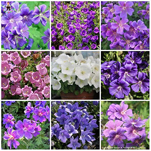 Ponak Les nouveaux mélangés de graines Bell flower Campanula Fleurs pour le jardinage beau 5