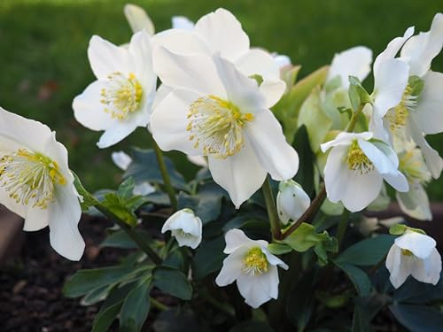 3 x Helleborus niger Advent Star (Winterhart/Stauden) Christrose/Christrosen/Schneerose Weiß - Winterblüher - Absolut winterhart und blüht sehr ausdauernd/Sie bringt Farbe in den Winter
