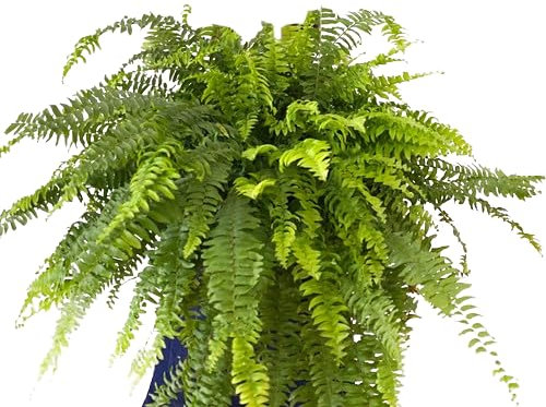 Helecho Colgador Gigante Natural Embellece tu Hogar con esta Planta de Gran Tamaño