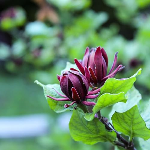 Vivai le Georgiche - Pianta vera di Calycanthus floridus - vaso Ø 24 cm