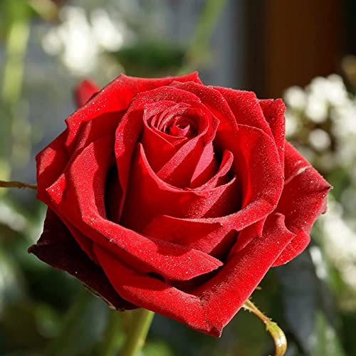 100 pièces Graine de Rose a Planter, Graines Fleurs à Semer, Graine a Planter, Graines de Fleurs pour Jardin et Balcon (Rouge)