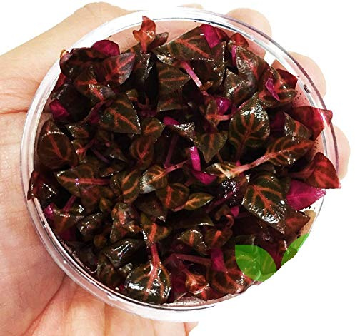 Alternanthera Reineckii Rosanervig Red Tissue Culture Cup Freshwater Live Aquarium Plants Decoration BUY2GET1FREE