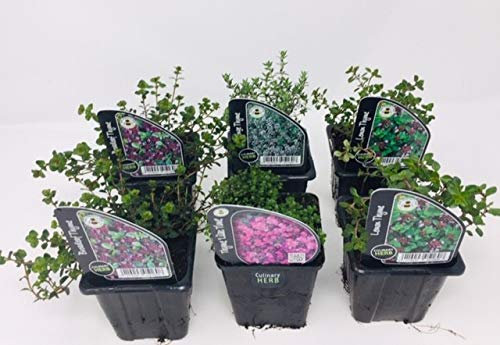 6 x Thyme Mixed Collection - Various Varieties Like Lemon - Creeping - Spicy All in 9cm Pots