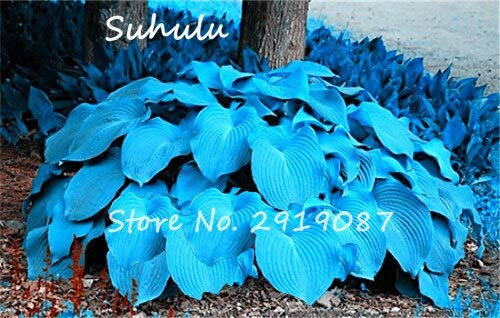 20pcs / sac Hosta graines graines de fleurs de lys fleur de dentelle blanche dentelle bricolage jardin couverture de sol plante facile à cultiver