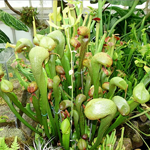 Cobra Lily Seeds - California Pitcher 'Darlingtonia Californica' Carnivorous - 5 Seeds