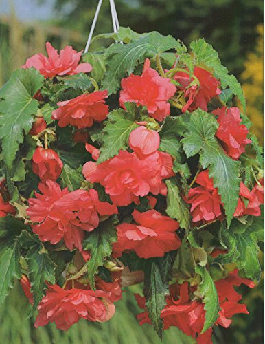 Begonien pendula hängend in rosa gefüllt Blumenzwiebeln Knollenbegonie (5 Blumenzwiebeln)
