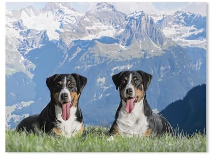 Jigsaw Puzzle 1000 Piece，Appenzeller bitches in the Swiss homeland，Classic Puzzle DIY Kit Wood Toy Unique Gift Home Decor（75x50cm）-AF80