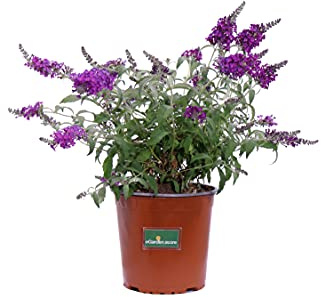 Pianta di Buddleja Davidii Albero delle Farfalle pianta ornamentale da esterno pianta vera da fiore vari colori venduta da eGarden.store(Buddleja Davidii Purple)