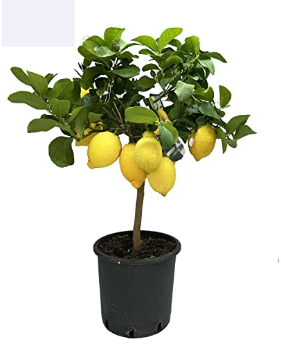 SAVINI VIVAI Plante de citron Arbre d'agrumes Carrubaro Citron à arbre en pot de 20 cm hauteur 70 cm 2-3 ans de greffe Made Italy