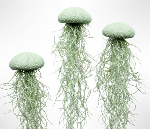 Set di 3 Tillandsia Medusa con Ricci di Mare Verde Chiaro Alfonso – Piante Aeree Vere con Muschio Spagnolo – Decorazione Naturale – Trendyairplants