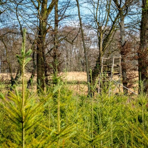 100st. Douglasie Wurzelware 40–70 cm – Pseudotsuga menziesii Jungpflanzen | Kräftige Nadelbäume für Aufforstung, Forstwirtschaft & Garten | Douglasien | Nadelgehölze | Wurzelware