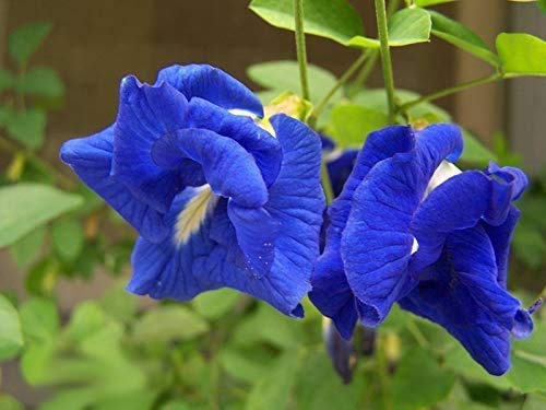 Genipap 10 semillas de guisante mariposa azul Clitoria Ternatea