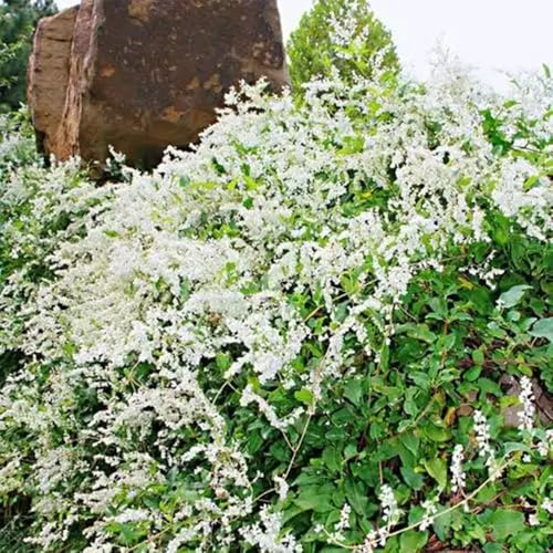 Semillas de trepadora de nudos, raras semillas de balcón de arbustos productos sostenibles de jardín de variedades antiguas 350pcs