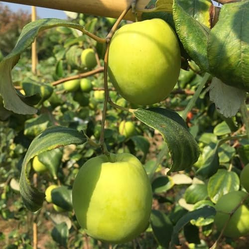 Pianta vera di Ziziphus sativa Li - Giuggiolo mela - Diametro Vaso Ø 22 cm