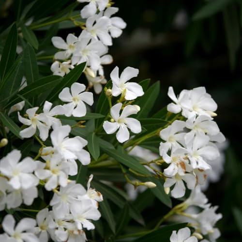 semillas de adelfa, para lugares soleados Adelfa Nerium, raras semillas de silvestres al aire libre jardín balcón jardín rocas 5pcs