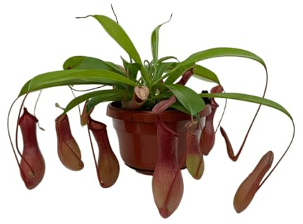 Vandas Nepenthes Alata Pianta Carnivora Vaso 14 cm Pianta Tropicale con Trappole a Brocca per Interni Made in Italy