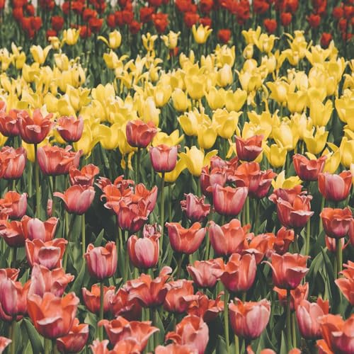 bulbi di tulipano - resistenti, giardino d'appartamento esotiche decorazioni per esterni arredamento del 15pcs
