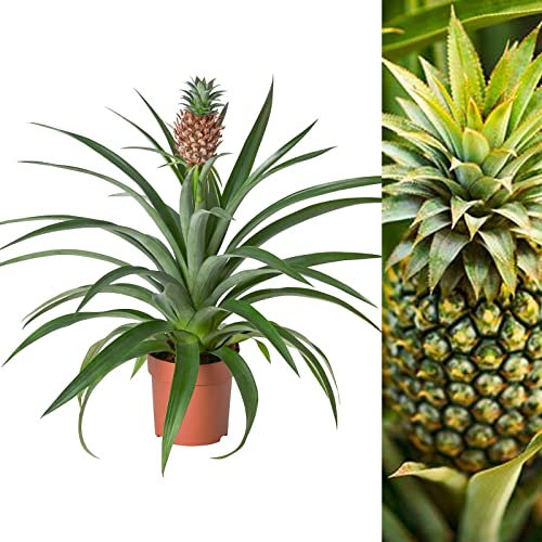 Pineapple Plant - Large Edible Ananas Champaca in a 14cm Pot - Bromelia Already in Fruit - Indoor Plant 45/55 cm Tall (1 Plant)