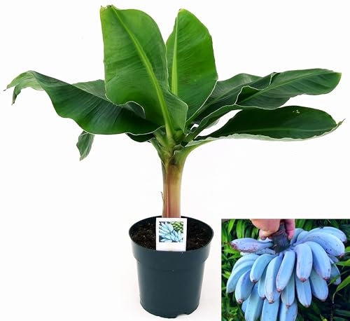 POWERS TO FLOWERS - BANANO A FRUTTO BLU, (BLUE JAVA) VASO 17CM, PIANTA DEL BANANO, pianta vera
