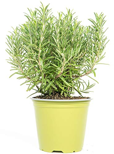mgc24 Rosmarin, véritables herbes fraîches dans un pot de 14 cm, romarin officinal, hauteur env. 10 cm