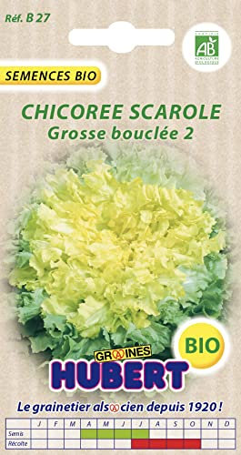 Graines de Chicorée Scarole Grosse Bouclée 2 BIO - 2 grammes