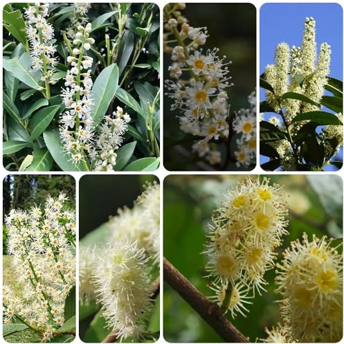 Semillas de Laurel Cerezo, Arbustos en resistentes Prunus laurocerasus, semillas de laurel cerezo de balcón resistentes para exterior resistentes 20pcs