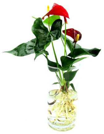 Anthurium in Idrocultura, Pianta da Interno con Fiori Rossi, Vaso in Vetro