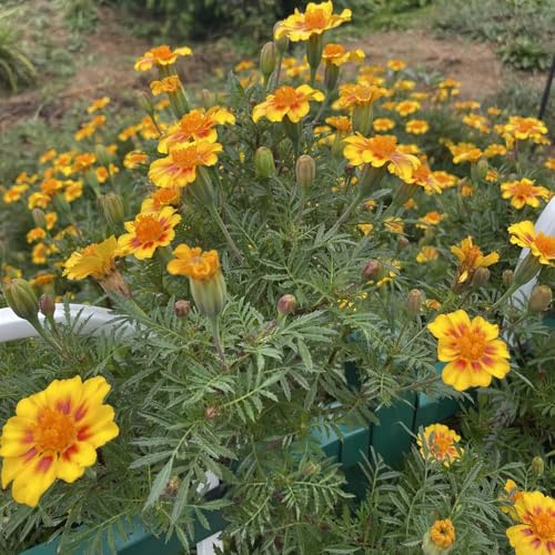 semi di calendula, resistenti giardino esotiche decorazione balcone 300pcs