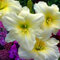 Taglilie, farbenfrohe, schöne und elegante Blumen, winterharte Zwiebel, Staude, schöne Dekoration für den Garten, Topfpflanze-4 zwiebeln-d