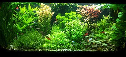 Biotope Aquatics Ltd - 10 Live Aquarium Plants - Collection of Aquatic Plants for Your Fish Tank