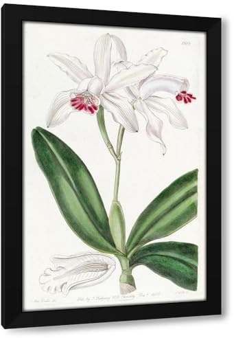 Sydenham Edwards 17x24 Black Modern Framed Art Print Titled: Pale-Flowered Intermediate Cattleya (1815-1819)