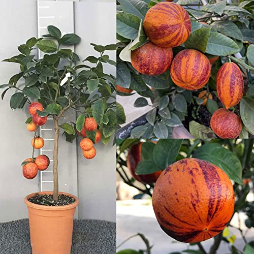 SAVINI VIVAI Citronnier Agrume Citron Arcobal en pot de 20 cm Hauteur 70 cm 2-3 ans Greffage Fabriqué en Italie